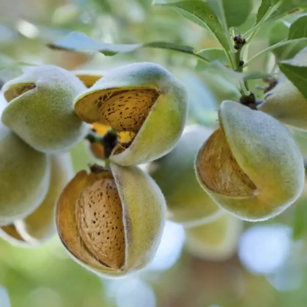 Økologiske mandler 1 kg - Spanske mandler er friske, lækre og yderst velsmagende