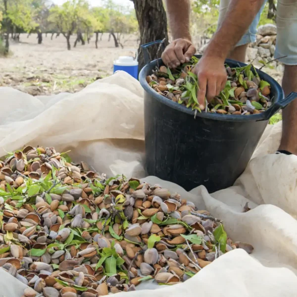 Økologiske mandler 1 kg - Spanske mandler er friske, lækre og yderst velsmagende